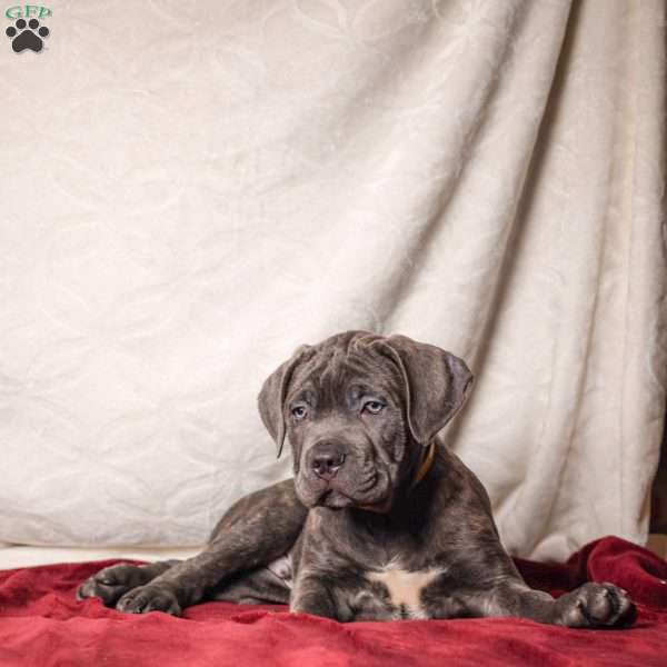 Eeyore, Cane Corso Puppy